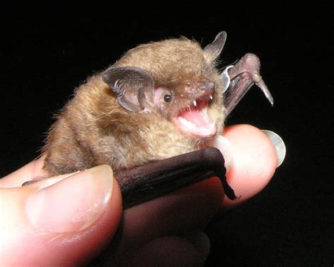 Indiana Bat - Virginia Wildlife Removal