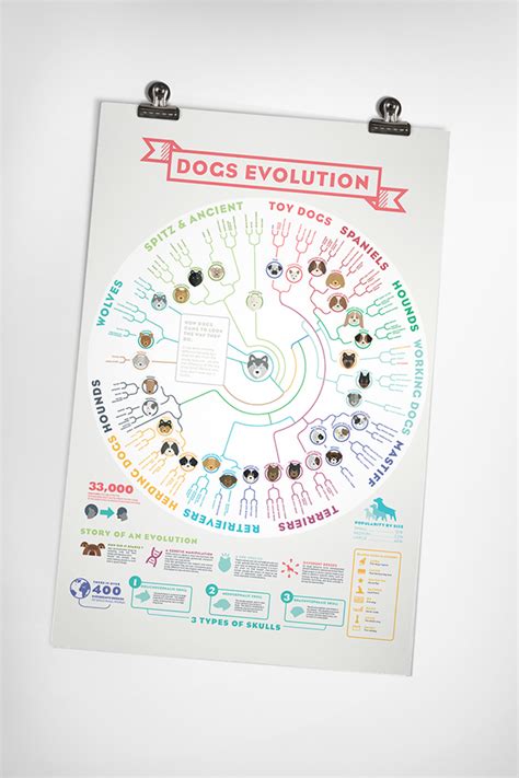 DOGS EVOLUTION - Infographic Poster on Behance