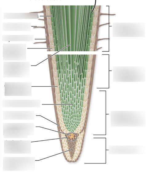 BIOL101 M3 Root Regions Diagram Diagram Quizlet