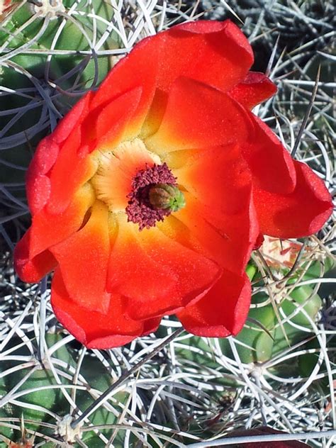 Moya Devine: Joshua Tree Cactus Flower