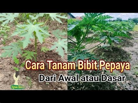 Cara Tanam Bibit Pepaya Yang Benar Plant Seed Pepaya California Garden