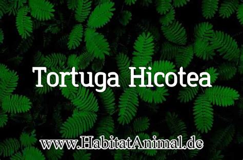 Tortuga Hicotea H Bitat Caracter Sticas Y Que Come