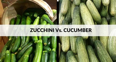 Difference Between Zucchini And Cucumber In Terms Of Nutrition And Taste