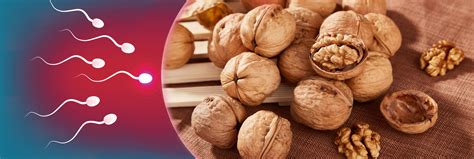 Comer Nueces Mejora La Calidad Del Semen Los Replicantes