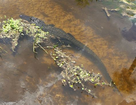 American Alligator From Orlando Wetlands Orange County Fl Usa On May