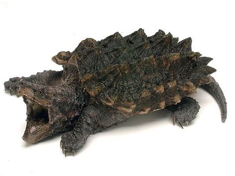 Leucistic Alligator Snapping Turtle