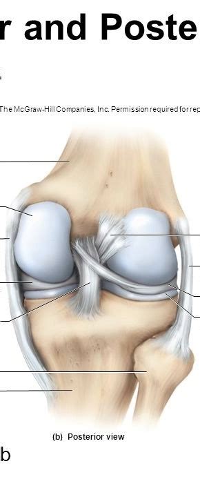 Knee Joint Posterior View Diagram Quizlet