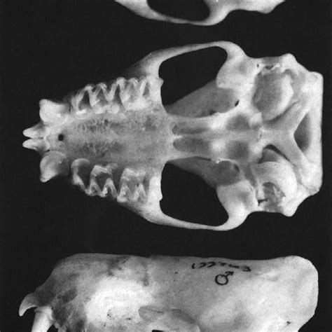 Dorsal Ventral And Lateral Views Of Cranium And Lateral View Of