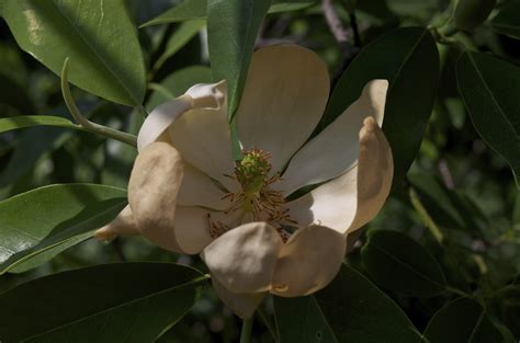 Sweetbay Magnolia - Watching for WildflowersWatching for Wildflowers