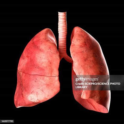 23027 Human Lungs Stock Photos High Res Pictures And Images Getty