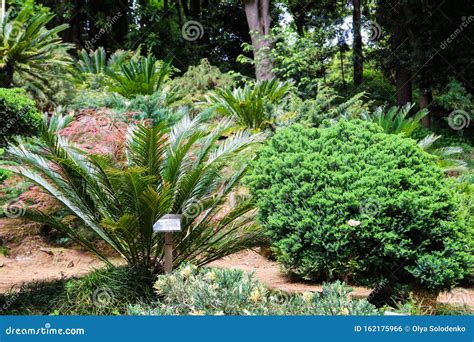 Cycas Revoluta Sago Palm Roi Sago Cycad Sagou Palmier Japonais Sago