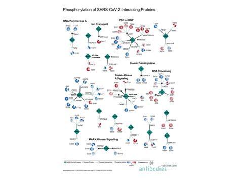 Pathways Phosphorylation L Infection Par Le Sras Cov