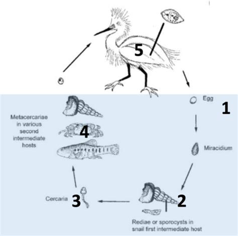 Chapters 6 1 6 2 Parasite Ecology Flashcards Quizlet