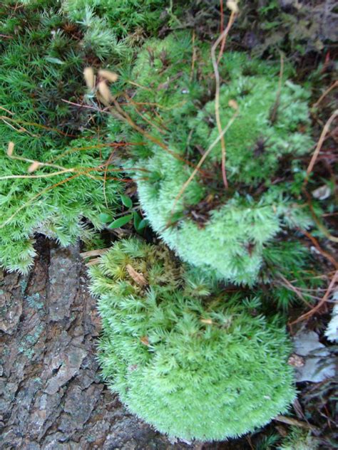 Moss with spores on Grape Vine