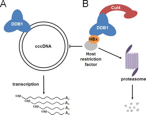 Schematic Model Illustrating The Roles Of DDB1 In Regulating