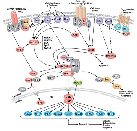 Kinase Signaling Pathways Cell Signaling Technology