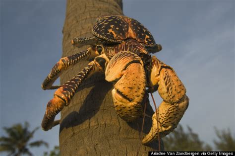 Conheça 7 Dos Animais Mais Assustadores Do Mundo