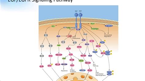 Egf Egfr Signaling Pathway Creative Diagnostics Youtube