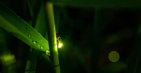 Bohol Firefly Watching Night Cruise At Abatan River With Transfers