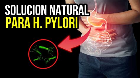 Remedio Para Matar el H Pylori En 7 Días Como Combatir La Bacteria