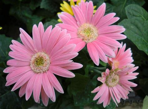 Pink Gerbera Daisy Gerbera Daisy Gerbera Pink Gerbera