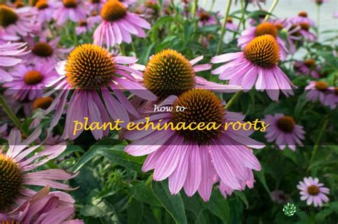 Planting Echinacea Roots A Step By Step Guide ShunCy