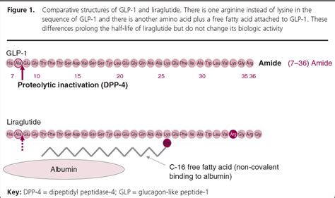 Figure From Liraglutide A Once Daily Human Glp Analogue Semantic