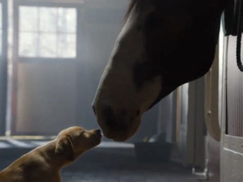 Watch: Puppy love will melt hearts in Budweiser ad