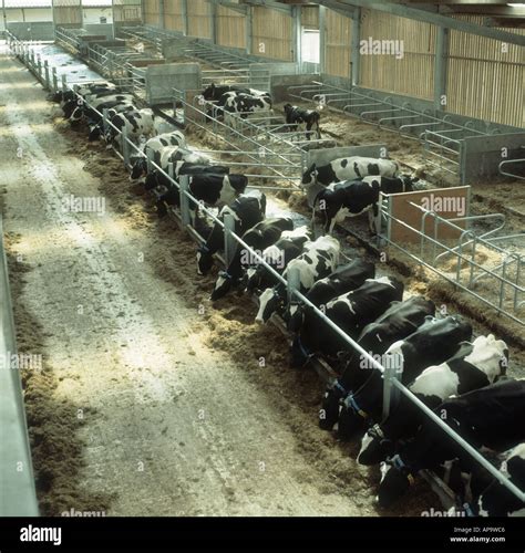 Holstein Friesian Dairy Cows Eating Silage In Large Modern Livestock