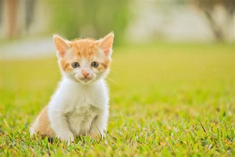 Free Sample of Sheba Selections Filets Cat Food - Freebie Alley