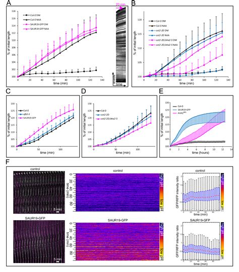 PDF TIR1 AFB Aux IAA Auxin Perception Mediates Rapid Cell Wall