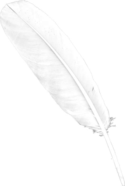 Download Free Png Feather Png Images Transparent Transparent