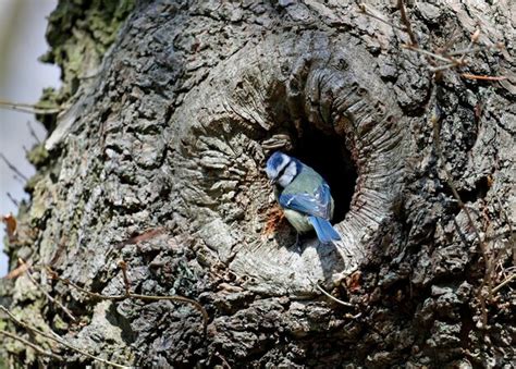 Premium Photo Nesting Blue Tits In The Woods