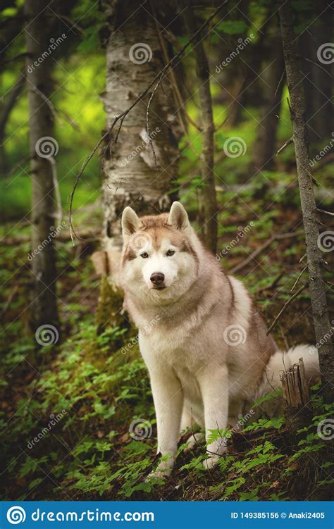 Retrato Del Husky Siberiano Libre Y Hermoso De La Raza Del Perro Que Se