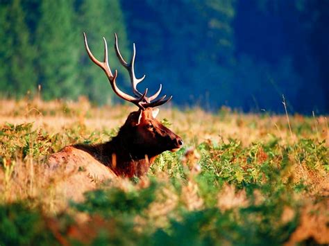 Hintergrundbild Tierwelt Wapiti Geweih 🔥 Top Kostenlose Hintergrundbilder