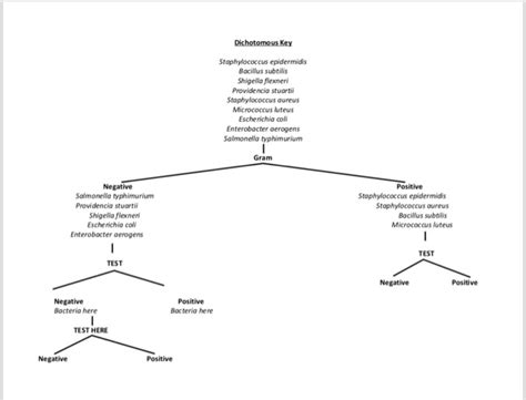 Bacteria Dichotomous Key Worksheet Printable Sheet Education