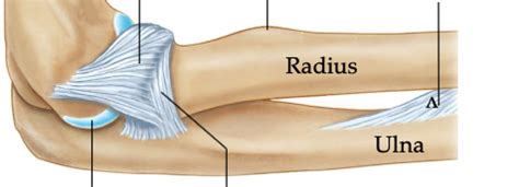 Diagram Of Elbow Joint Lateral View Quizlet