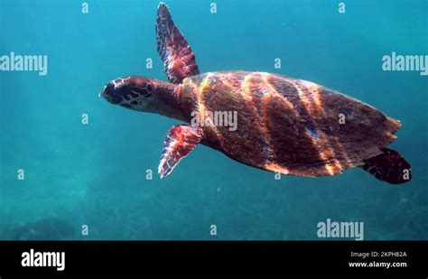 Hawksbill Sea Turtle Swim Underwater Hawks Bill Sea Turtle Glides In