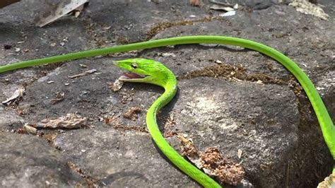 Green Vine Snake Youtube