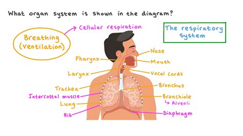 Question Video Identifying The Respiratory System From A Simple