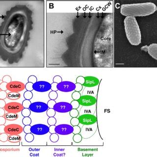 Spore Coat And Exosporium Structure In C Difficile A B