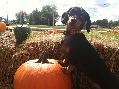 Dachshund In A Pumpkin Patch Love Weiner Dog Dachshund Dog