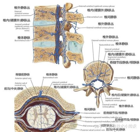 脊柱CT解剖 知乎