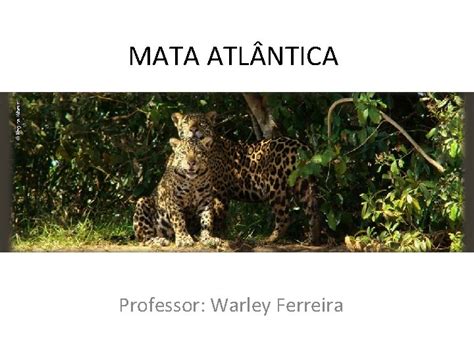 MATA ATL NTICA Professor Warley Ferreira Localizao Preservao