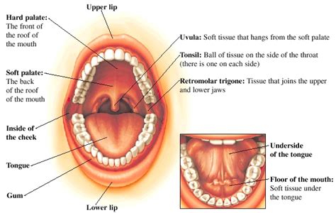 Oral Cancer - Stanford Medicine Children's Health