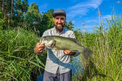 50 Man Holding Large Sea Bass Catch Stock Photos Pictures And Royalty