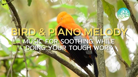 From Chaos To Calm Let Soothing Bird And Piano Sounds Melt Your