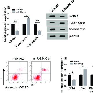 Overexpression Of Adamts Promotes The Proliferation And Migration Of