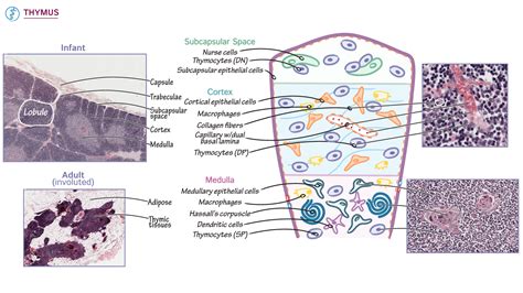 Histology: Thymus | ditki medical & biological sciences