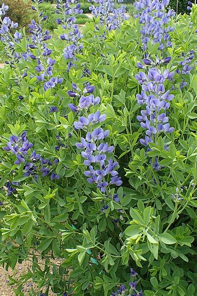 Baptisia Australis Blue Wild Indigo